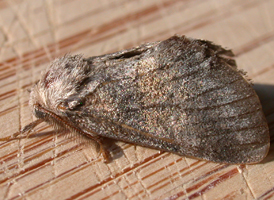 Common Gluphisia